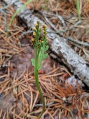 Botrychium minganense