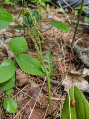 Botrychium michiganense
