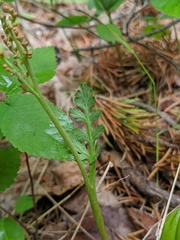 Botrychium michiganense