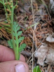 Botrychium michiganense