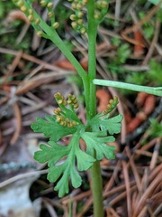 Botrychium matricariifolium