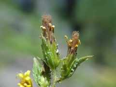 Hazardia whitneyi whitneyi