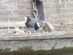 Fulica atra