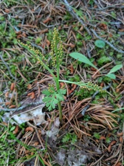 Botrychium matricariifolium