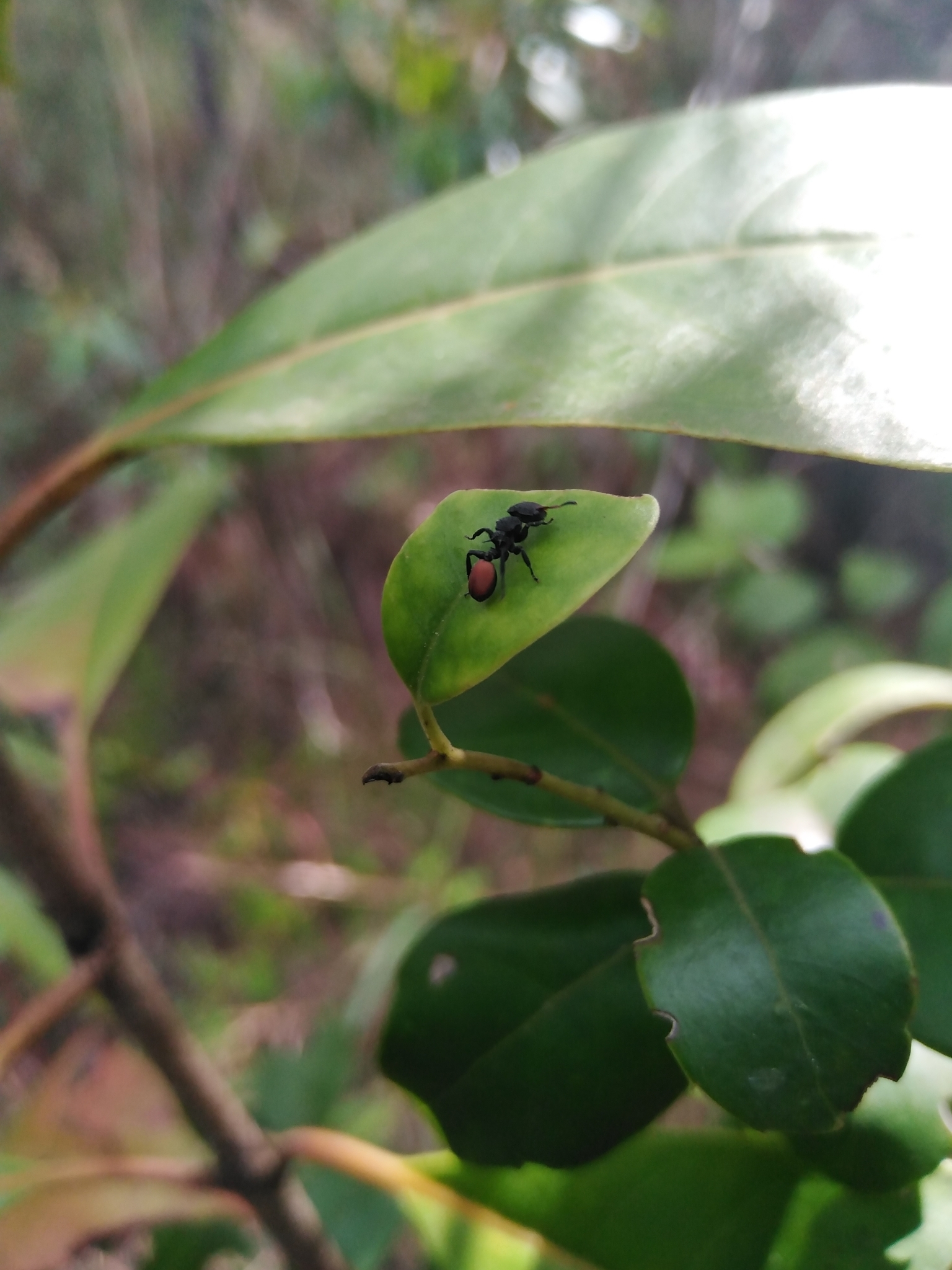 Cephalotes flavigaster