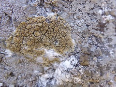 Lecanora mellea