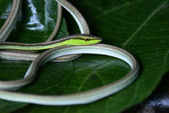Southern Sharpnose Snake photo 2