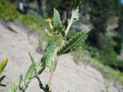 Hazardia whitneyi whitneyi