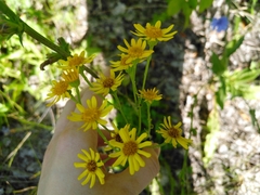 Senecio doria