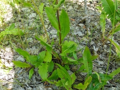 Senecio doria