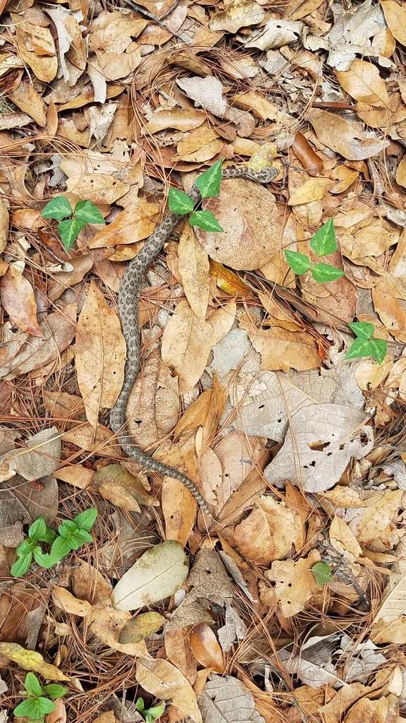 Mexican Smallhead Rattlesnake