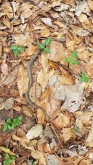 Crotalus intermedius gloydi