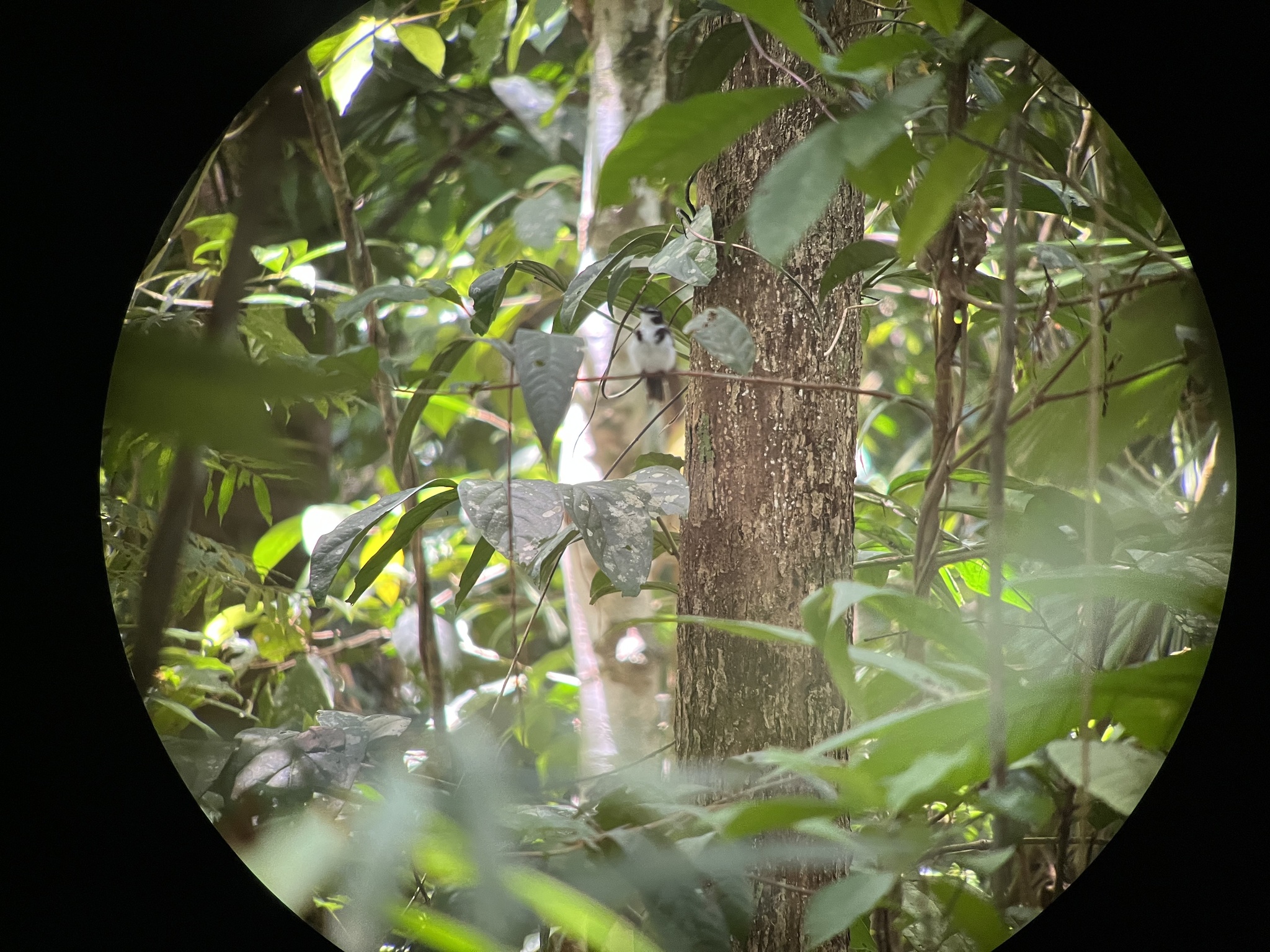 Black-sided Robin (Poecilodryas hypoleuca), photo 1