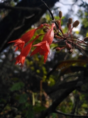 Fuchsia