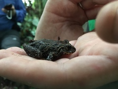 Pristimantis latidiscus