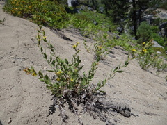 Hazardia whitneyi whitneyi