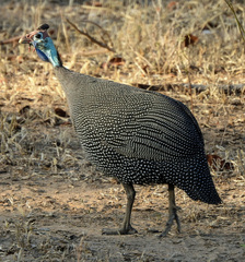 Numida meleagris mitratus