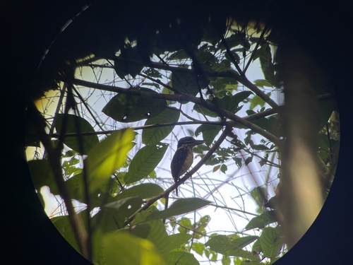Hook-billed Kingfisher (Melidora macrorrhina), photo 9