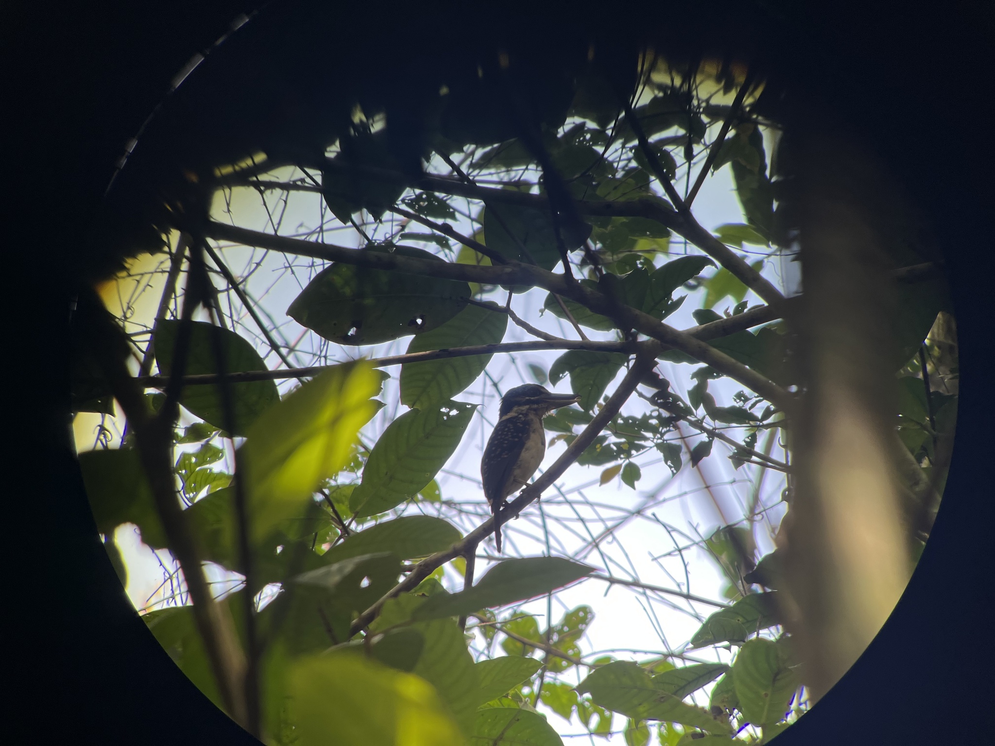 Hook-billed Kingfisher (Melidora macrorrhina), photo 1