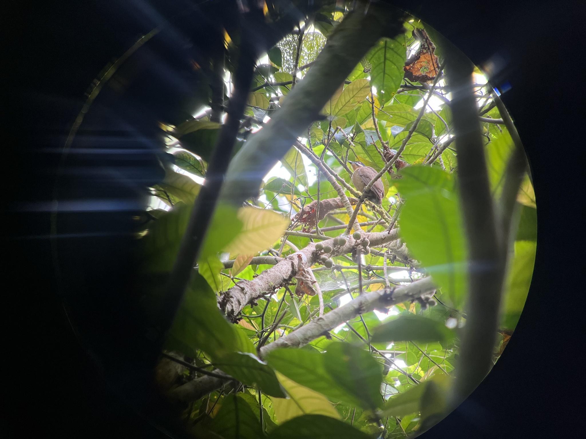 Dwarf Koel (Microdynamis parva), photo 1