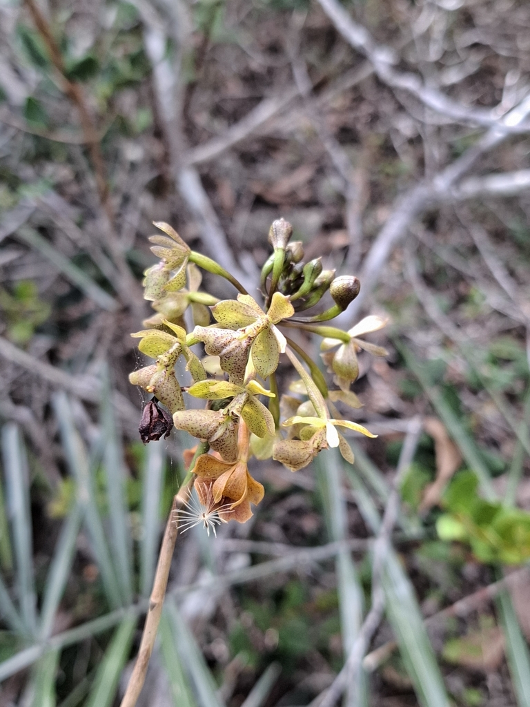 Epidendrum orchidiflorum