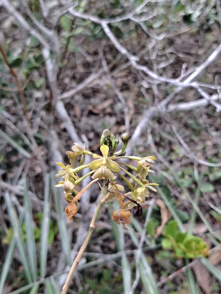 Epidendrum orchidiflorum Salzm. ex Lindl. 2