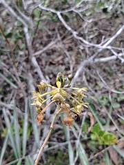 (c) Fabricio Carvalho da Silva, some rights reserved (CC BY) Epidendrum orchidiflorum, photograph (c) Fabricio Carvalho da Silva, some rights reserved (CC BY)