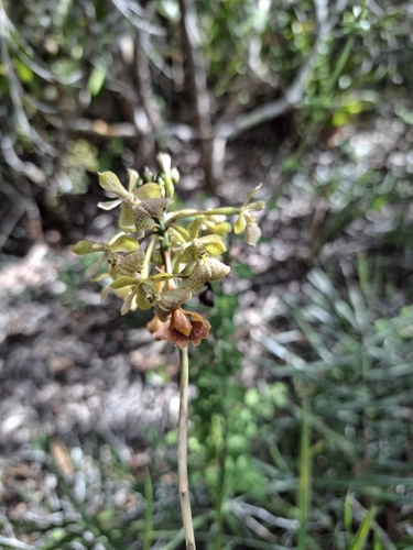 Epidendrum orchidiflorum, photograph 4