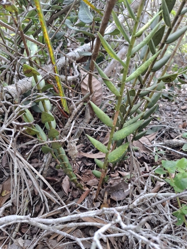 Epidendrum orchidiflorum, photograph 5
