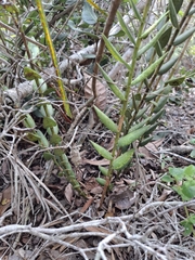 (c) Fabricio Carvalho da Silva, some rights reserved (CC BY) Epidendrum orchidiflorum, photograph (c) Fabricio Carvalho da Silva, some rights reserved (CC BY)