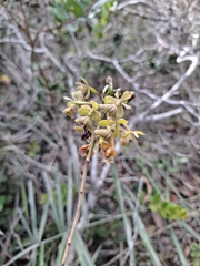 Epidendrum orchidiflorum, photograph (c) Fabricio Carvalho da Silva, some rights reserved (CC BY)