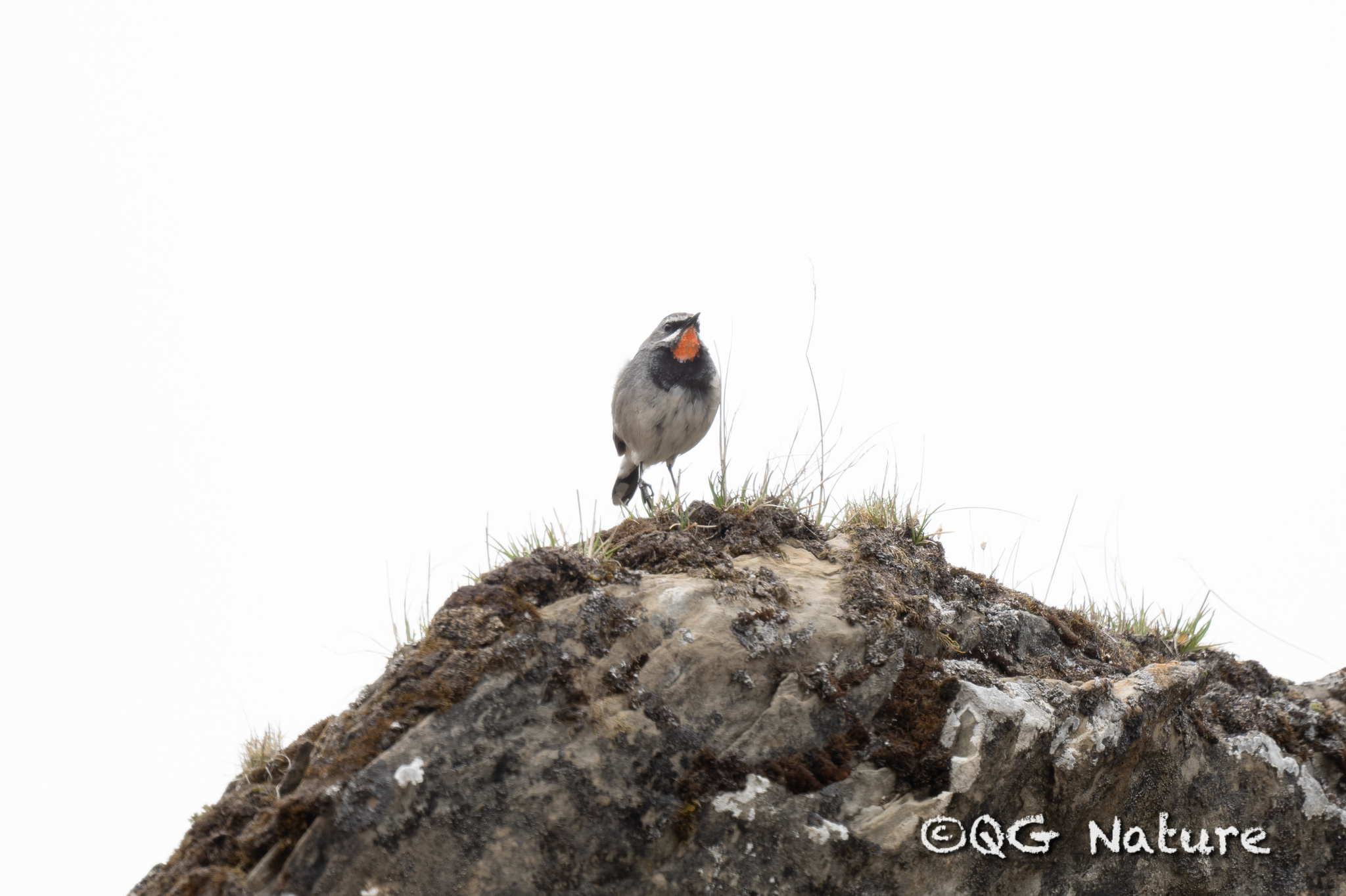 Chinese Rubythroat