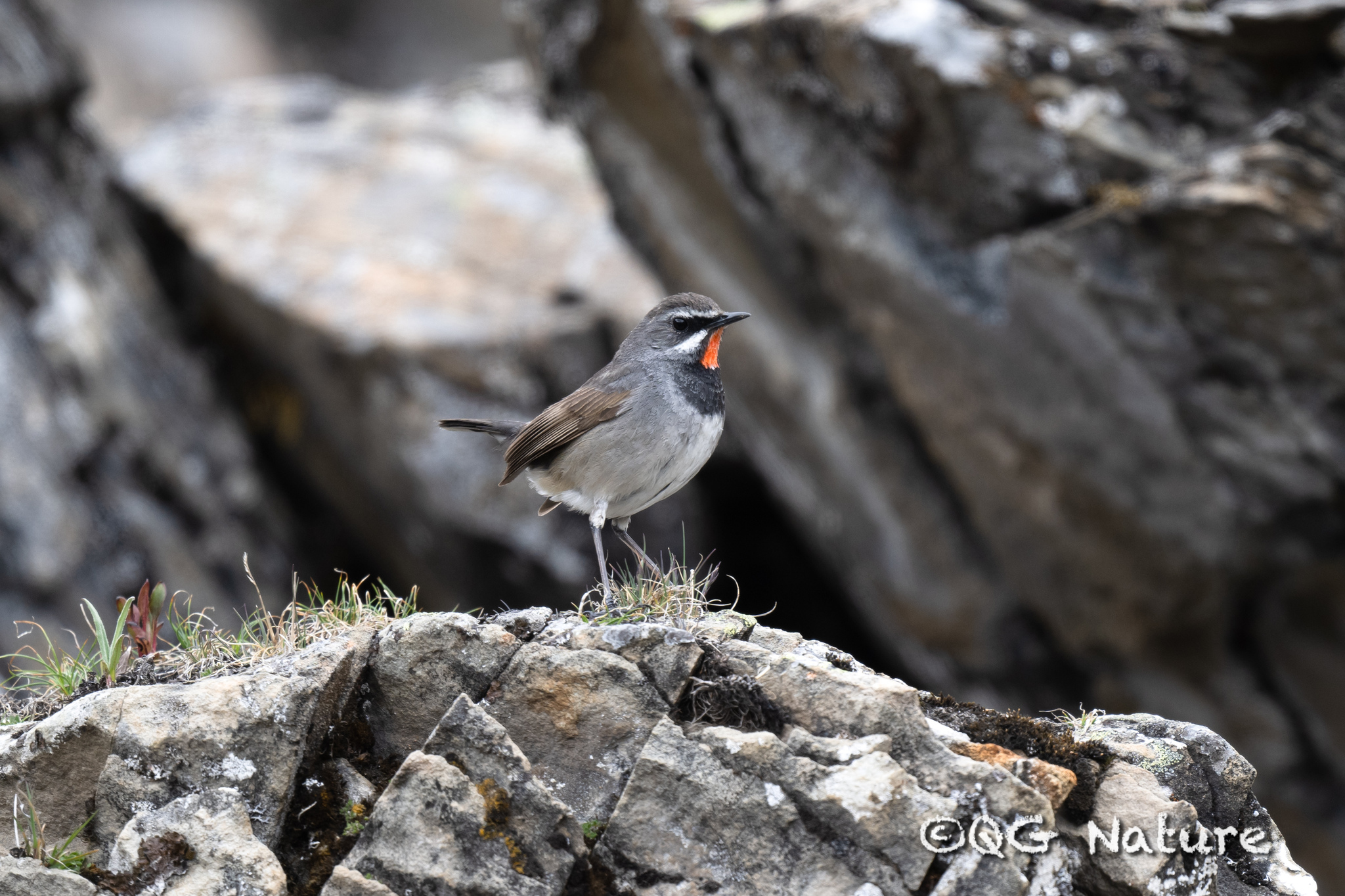 Chinese Rubythroat