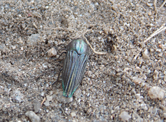 Ocypetes crassicollis