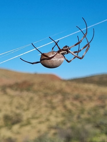 Australian Golden Orbweaver