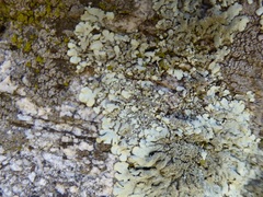 Xanthoparmelia maricopensis