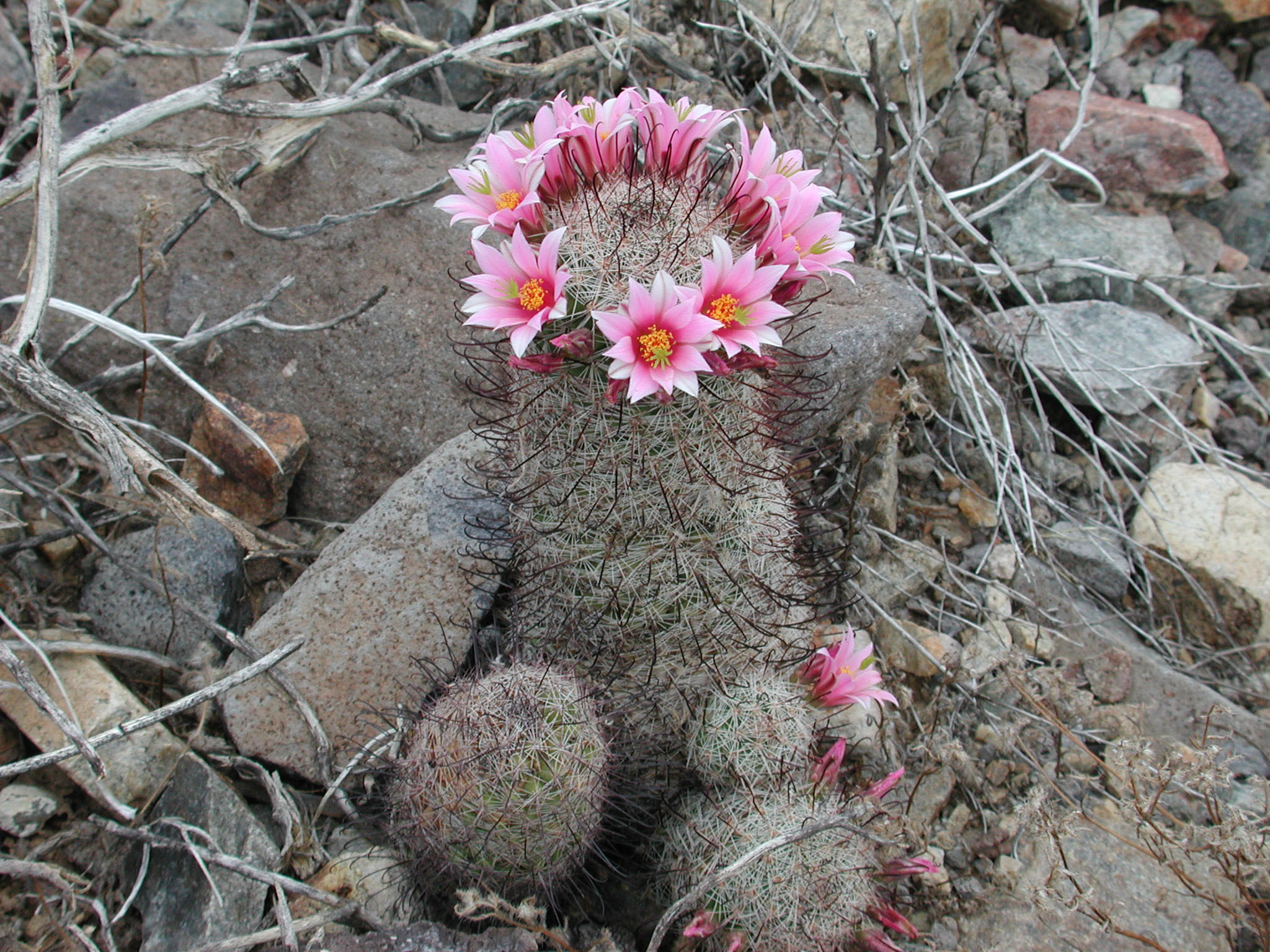 Mammillaria grahamii