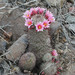 Graham's Fishhook Cactus - Photo (c) Mike and Zahra, some rights reserved (CC BY-SA)
