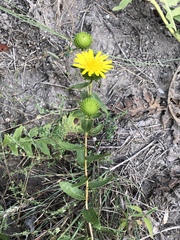 Grindelia ciliata