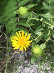 Grindelia ciliata