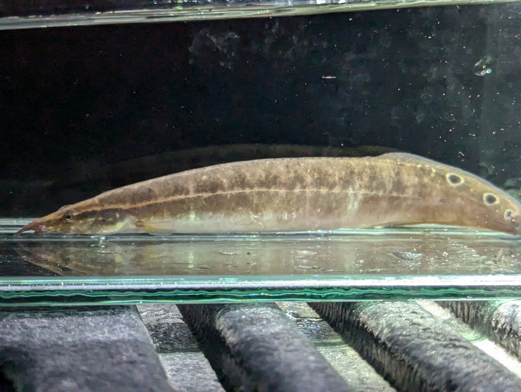 Spotfin Spiny Eel