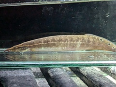 Spotfin Spiny Eel photo 1
