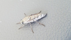 Apiocera