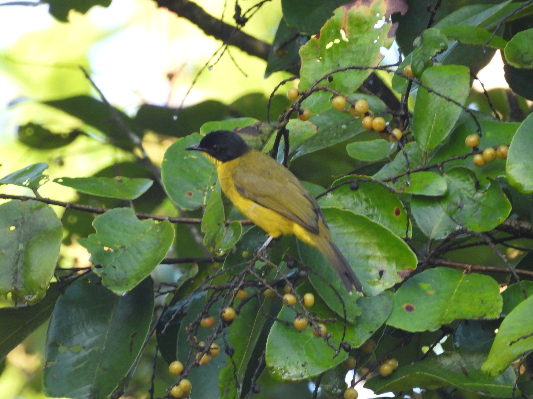 Black-capped Bulbul