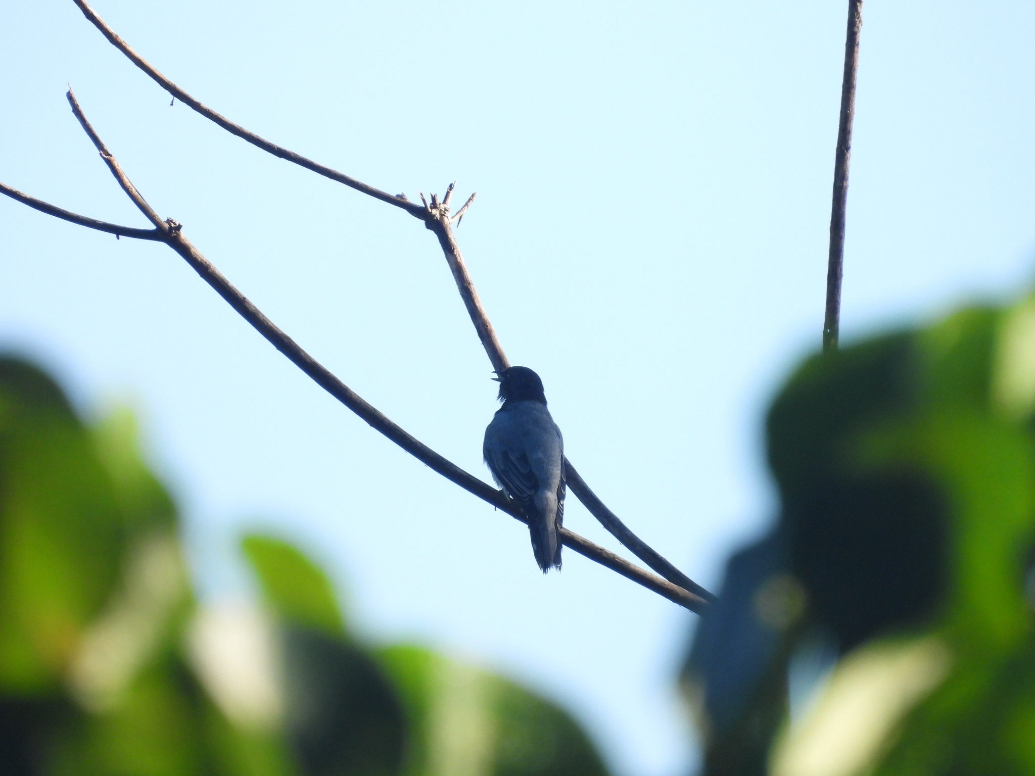 Black-headed Cuckooshrike
