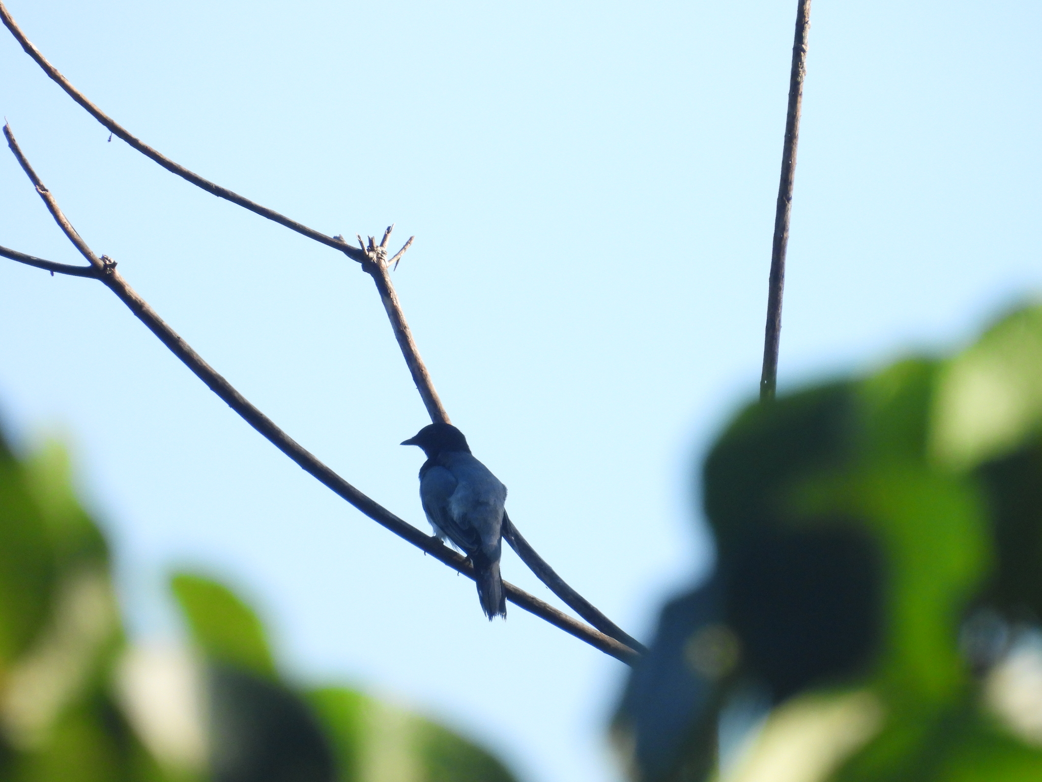 Black-headed Cuckooshrike