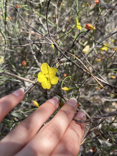 Leafless Hibbertia (Hibbertia conspicua)