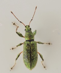 Phyllobius arborator
