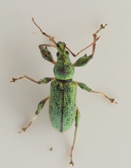 Phyllobius arborator