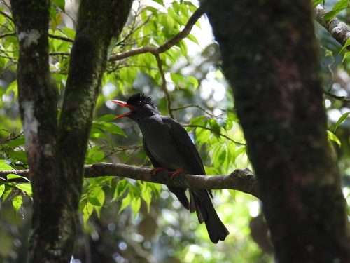 Square-tailed Bulbul (Hypsipetes ganeesa), photo 2